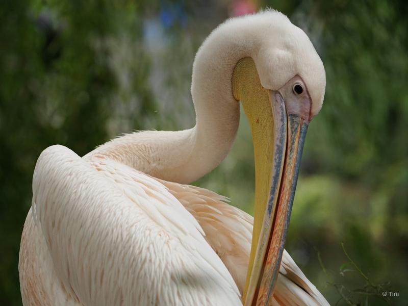 bdFoto 34.JPG - Artis en de hortus botanicus